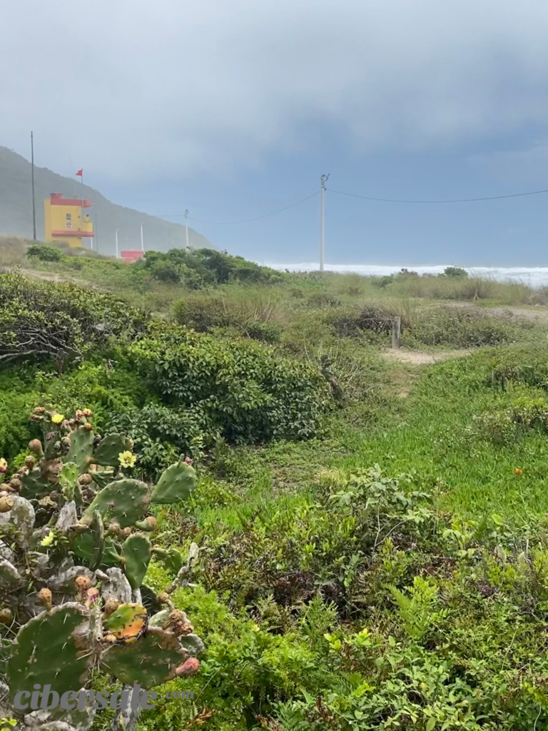 Playa de los Ingleses- Costado Norte- Gaivotas-2026