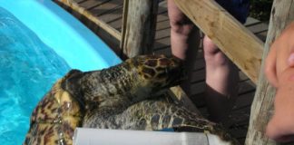 Floranópolis para novatos – parte 1